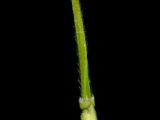 Img.VTax4133.ExN.Img10