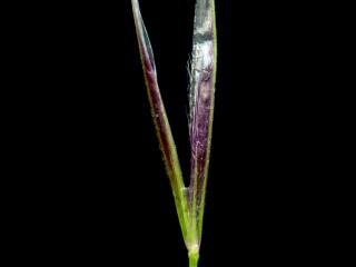 Img.VTax4133.ExN.Img11
