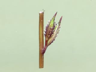 Img.VTax4167.ExN.Img14