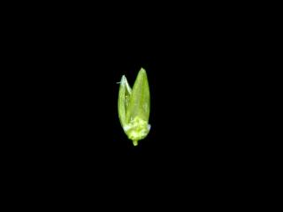 Img.VTax4193.ExN.Img10