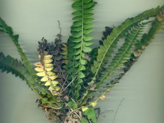 Img.VTax42.ExN.Img12