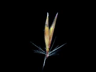 Img.VTax4203.ExN.Img11