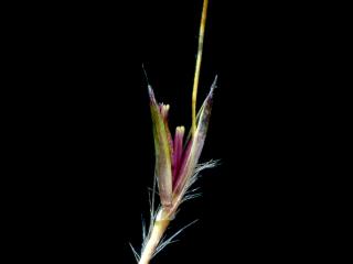 Img.VTax4203.ExN.Img14