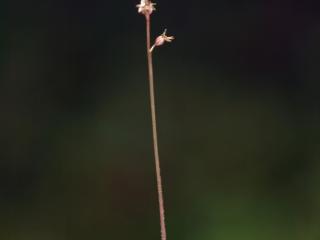Img.VTax4230.ExN.Img9