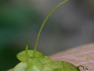 Img.VTax4327.ExN.Img9