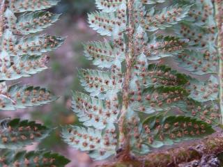 Img.VTax44.ExN.Img19