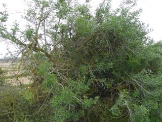 Img.VTax563.ExN.Img17