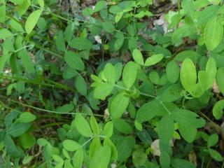 Img.VTax696.ExN.Img26