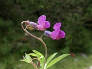 Img.VTax696.ExN.Img32