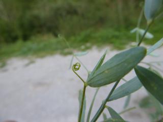 Img.VTax696.ExN.Img33