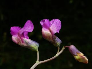 Img.VTax696.ExN.Img34