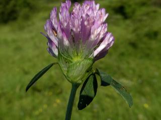 Img.VTax818.ExN.Img30