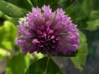 Img.VTax818.ExN.Img34