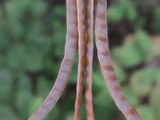 Img.VTax826.ExN.Img26