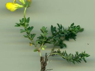 Img.VTax840.ExN.Img3