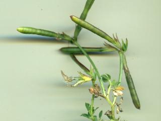 Img.VTax840.ExN.Img4