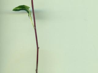 Img.VTax898.ExN.Img15