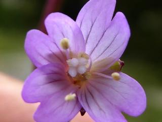 Img.VTax906.ExN.Img10
