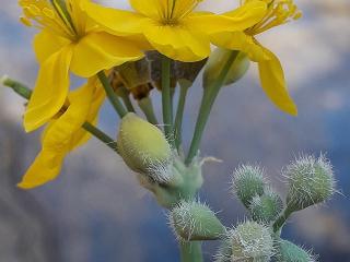 Img.VTax963.ExN.Img32