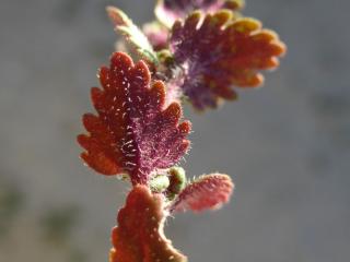 VTax2674.ExN_.Img4_.jpg