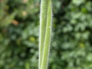 VTax4038.ExN_.Img11.jpg