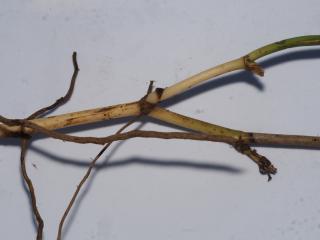 VTax3646.ExN_.Img35.jpg
