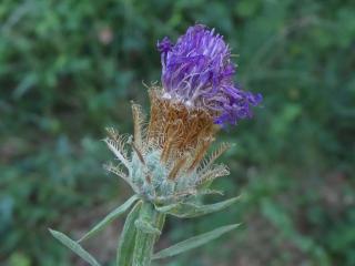 VTax4766.Ex1_.Img2_.jpg