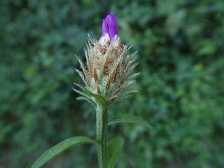 VTax4766.Ex1_.Img3_.jpg