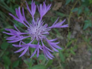 VTax4766.Ex1_.Img4_.jpg