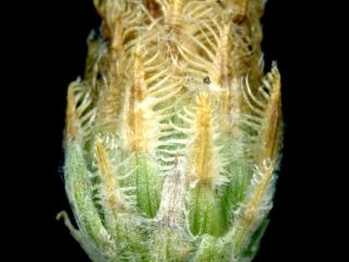 VTax4766.Ex2_.Img10_0.jpg