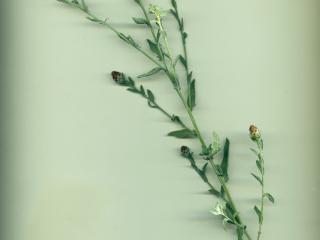 VTax4766.Ex2_.Img1_.jpg