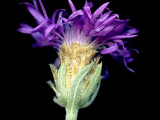 VTax4766.Ex2_.Img2__0.jpg