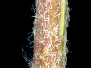 VTax4766.Ex2_.Img4__0.jpg
