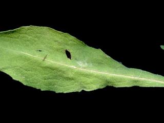VTax4766.Ex2_.Img5__0.jpg