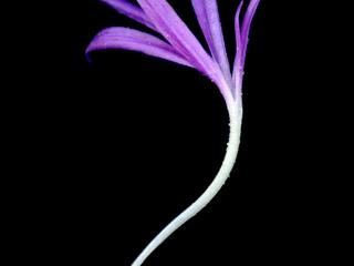 VTax4766.Ex2_.Img8__0.jpg