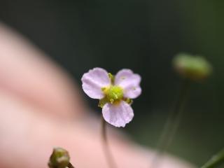 VTax4767.Ex1_.Img1_.JPG