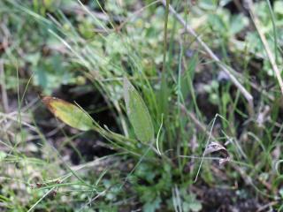 VTax4767.Ex1_.Img2_.JPG