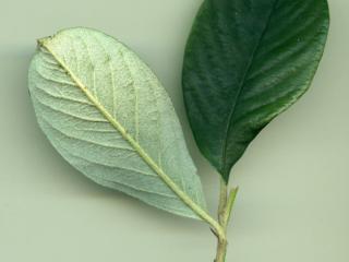 VTax4768.Ex1_.Img4_.jpg