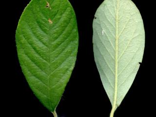 VTax4768.Ex1_.Img5_.jpg