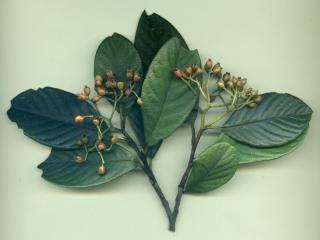 VTax4768.Ex1_.Img8_.jpg