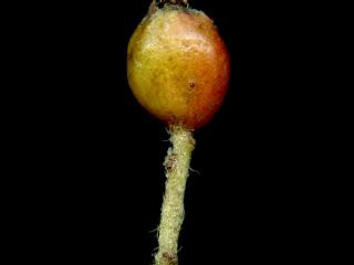 VTax4768.Ex1_.Img9_.jpg