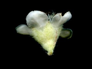 VTax4769.Ex1_.Img10.jpg