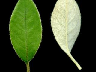 VTax4769.Ex1_.Img11.jpg