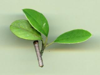 VTax4769.Ex1_.Img12.jpg