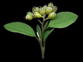 VTax4769.Ex1_.Img4_.jpg