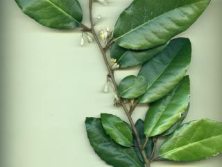 VTax4770.Ex1_.Img10.jpg