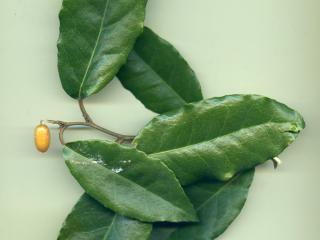 VTax4770.Ex1_.Img3_.jpg