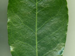 VTax4770.Ex1_.Img5_.jpg
