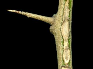VTax4770.Ex1_.Img6_.jpg