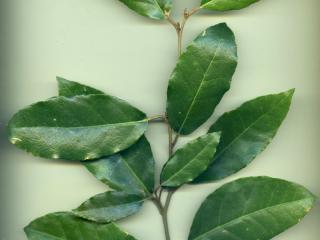 VTax4770.Ex1_.Img9_.jpg